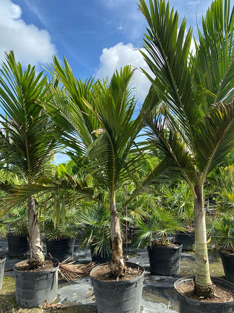 cyphophoenix-nucele-lifou-palm