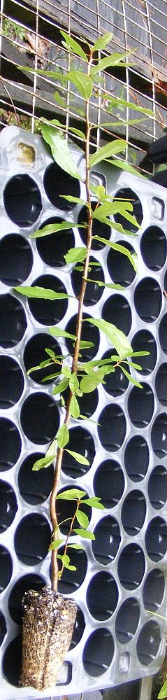 cyrilla-racemiflora-titi