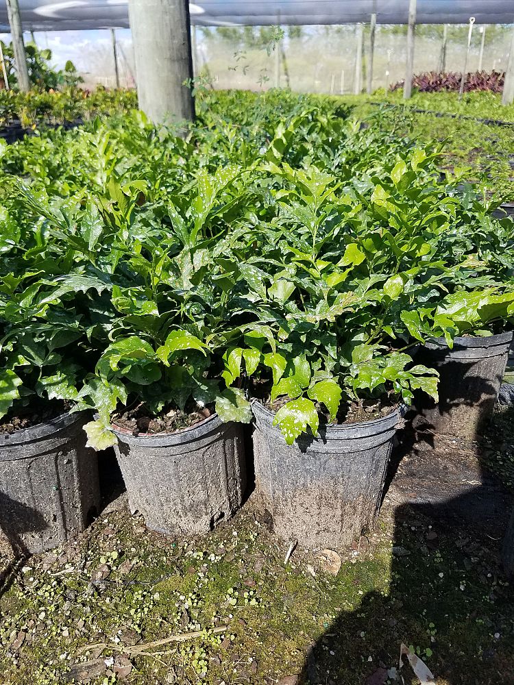 cyrtomium-falcatum-japanese-holly-fern