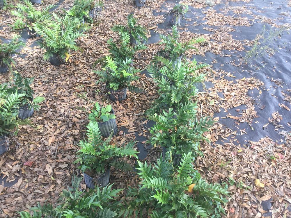 cyrtomium-falcatum-japanese-holly-fern
