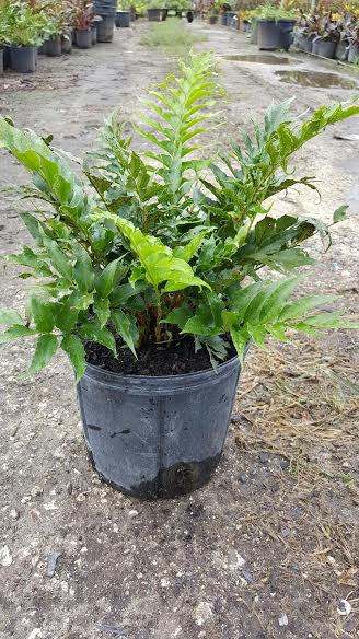 cyrtomium-falcatum-japanese-holly-fern