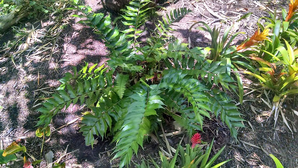 cyrtomium-falcatum-japanese-holly-fern