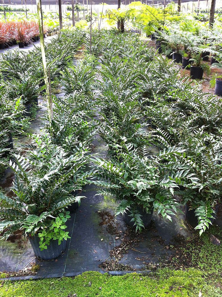 cyrtomium-falcatum-japanese-holly-fern