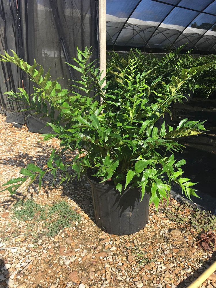 cyrtomium-falcatum-japanese-holly-fern