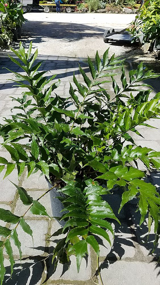 cyrtomium-falcatum-japanese-holly-fern
