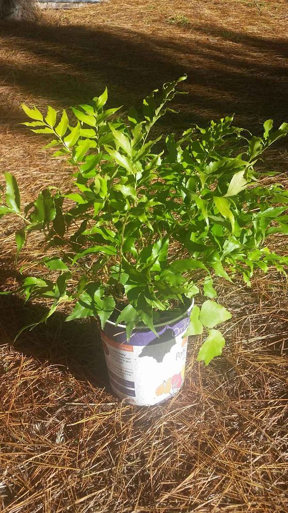 cyrtomium-falcatum-japanese-holly-fern