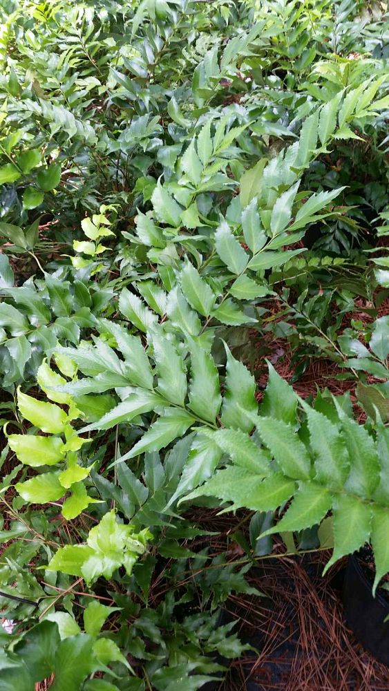 cyrtomium-falcatum-japanese-holly-fern