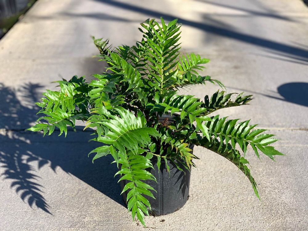 cyrtomium-falcatum-japanese-holly-fern