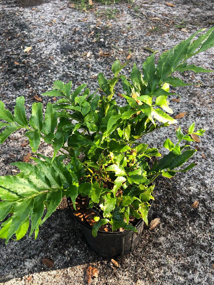 cyrtomium-falcatum-japanese-holly-fern