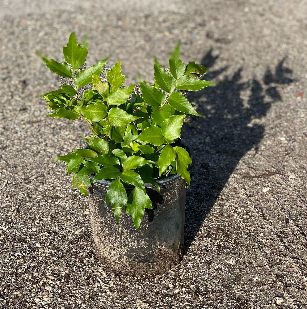 cyrtomium-falcatum-japanese-holly-fern