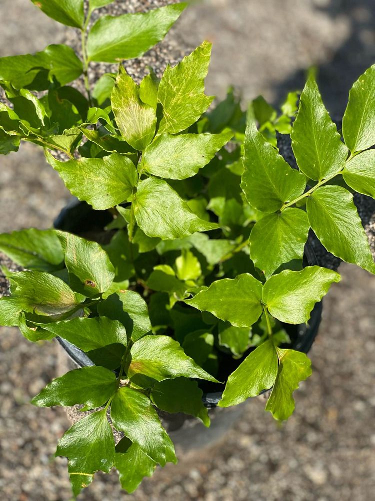 cyrtomium-falcatum-japanese-holly-fern