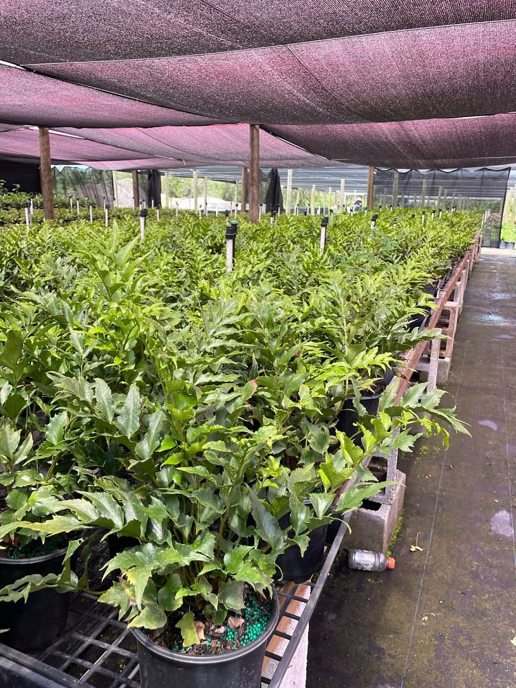 cyrtomium-falcatum-japanese-holly-fern