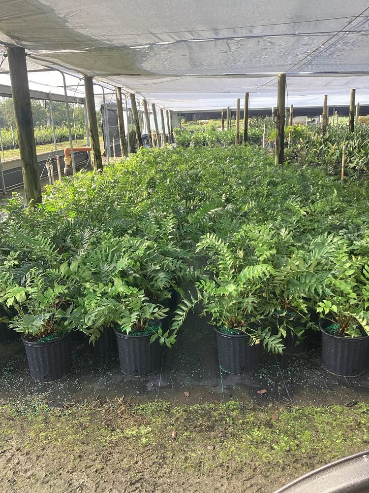 cyrtomium-falcatum-japanese-holly-fern