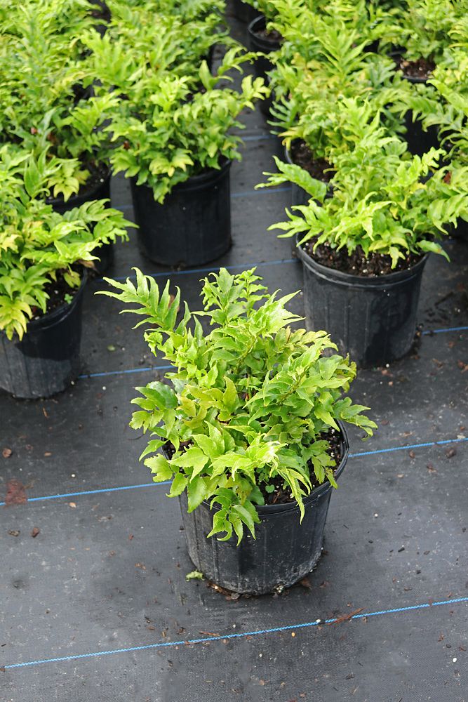 cyrtomium-falcatum-japanese-holly-fern