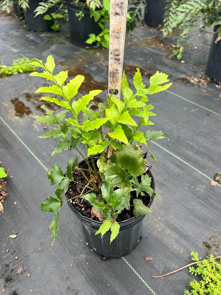 cyrtomium-falcatum-japanese-holly-fern