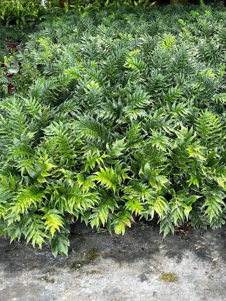 cyrtomium-falcatum-japanese-holly-fern