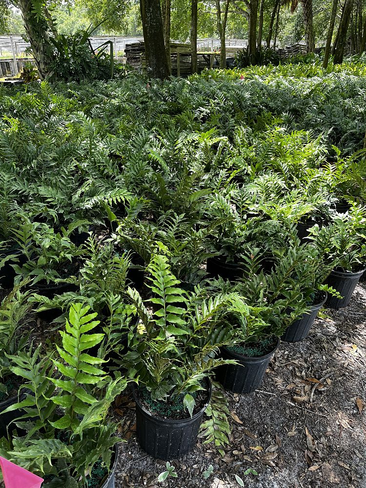 cyrtomium-falcatum-japanese-holly-fern