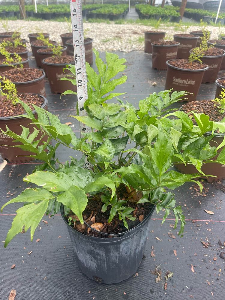 cyrtomium-falcatum-japanese-holly-fern