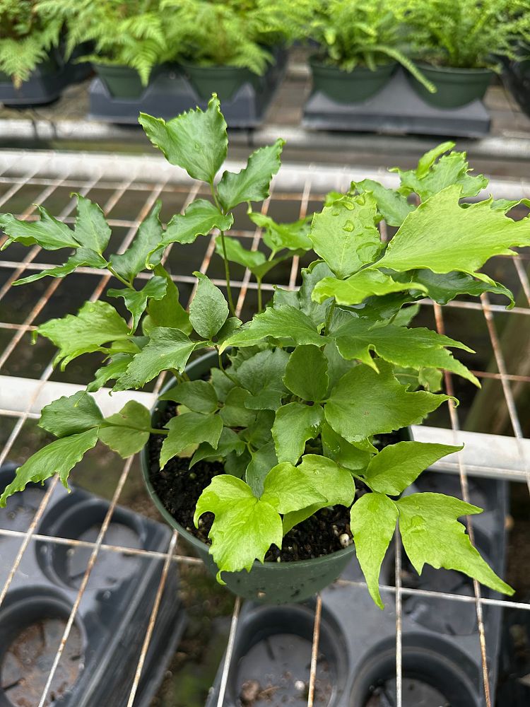 cyrtomium-falcatum-japanese-holly-fern