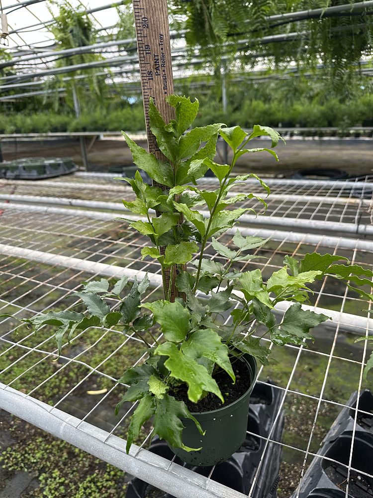 cyrtomium-falcatum-japanese-holly-fern