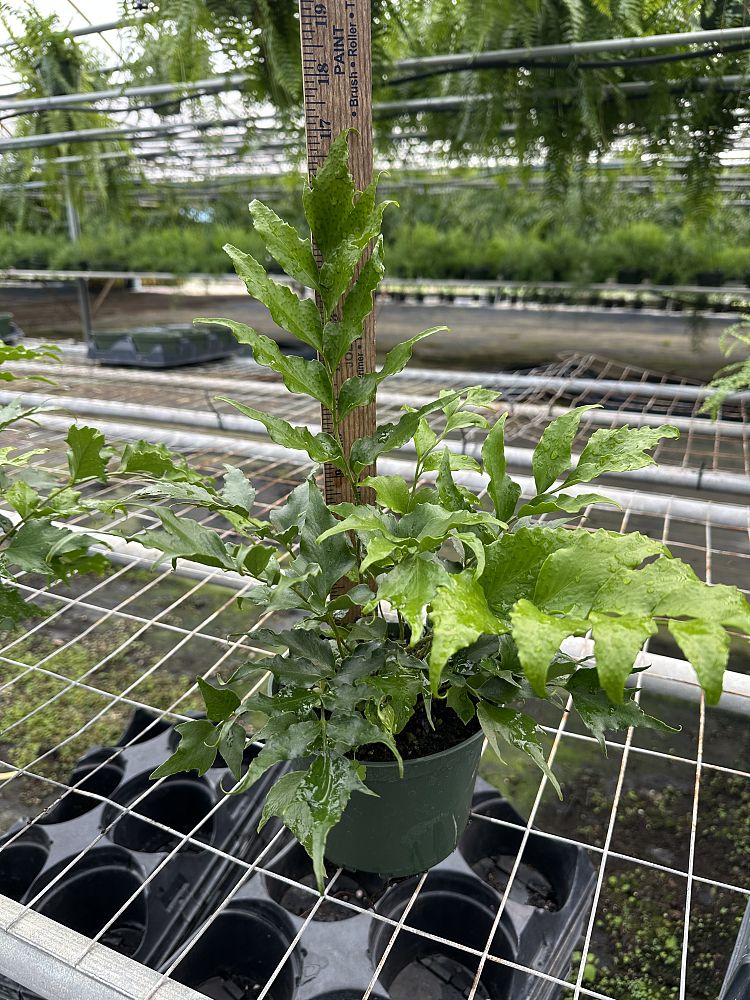 cyrtomium-falcatum-japanese-holly-fern
