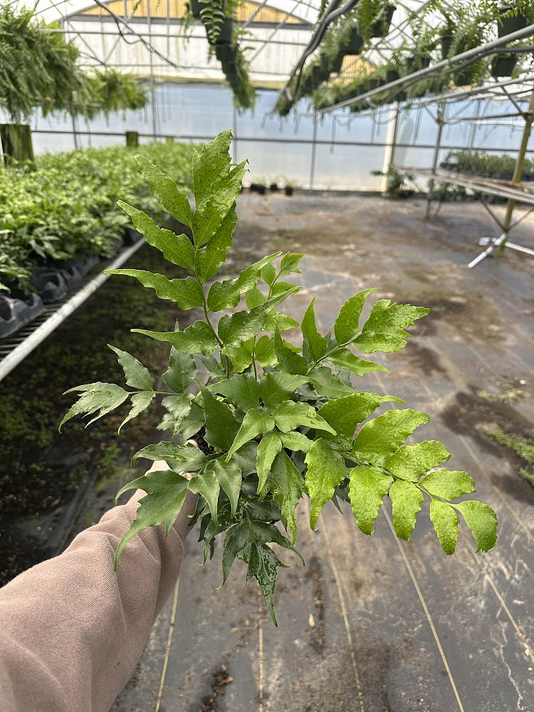 cyrtomium-falcatum-japanese-holly-fern