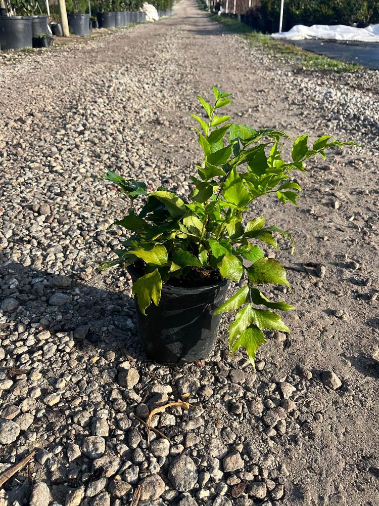 cyrtomium-falcatum-japanese-holly-fern