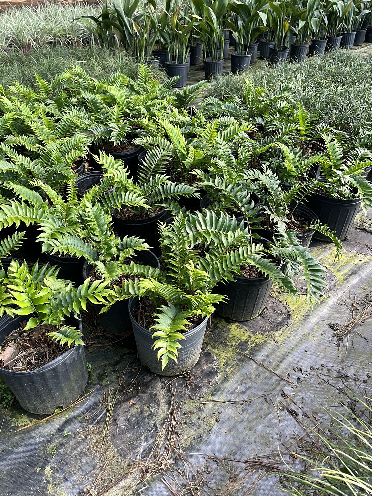 cyrtomium-falcatum-japanese-holly-fern