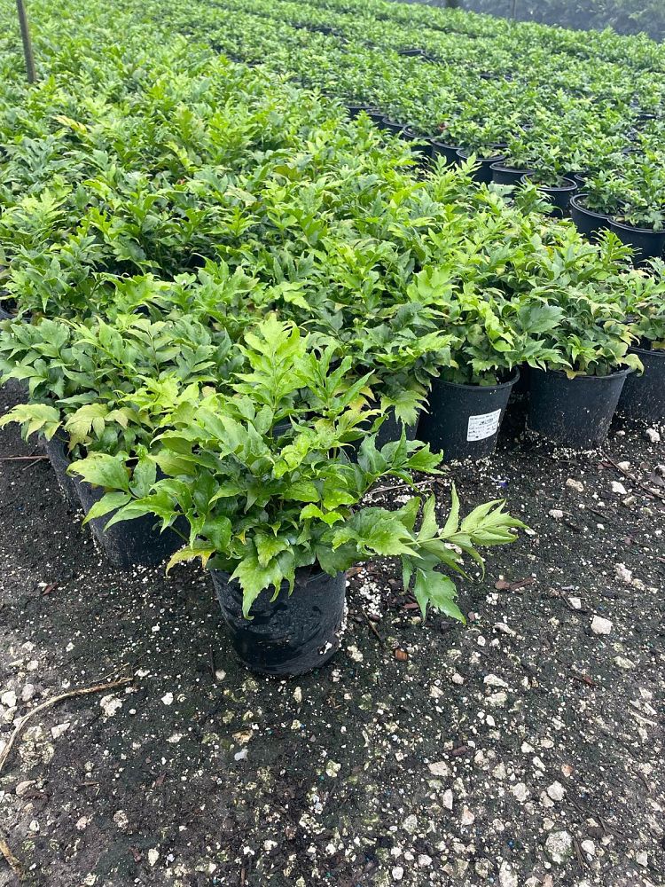 cyrtomium-falcatum-japanese-holly-fern