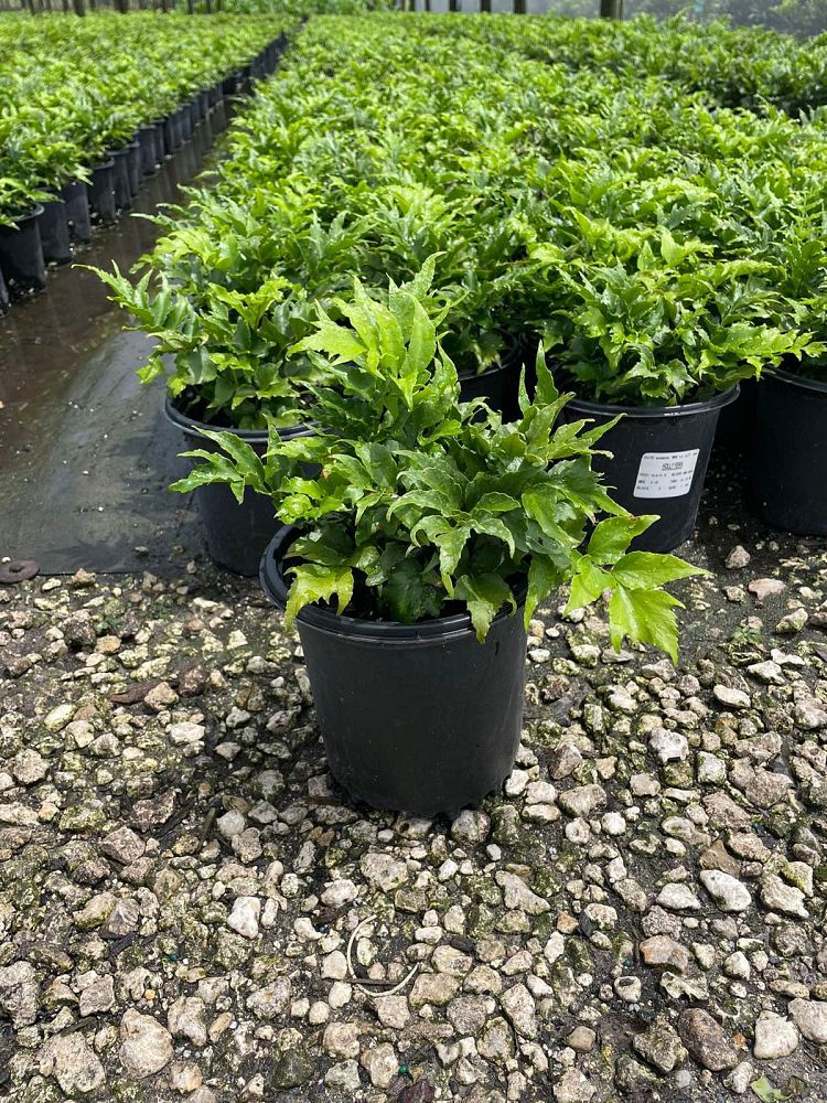 cyrtomium-falcatum-japanese-holly-fern