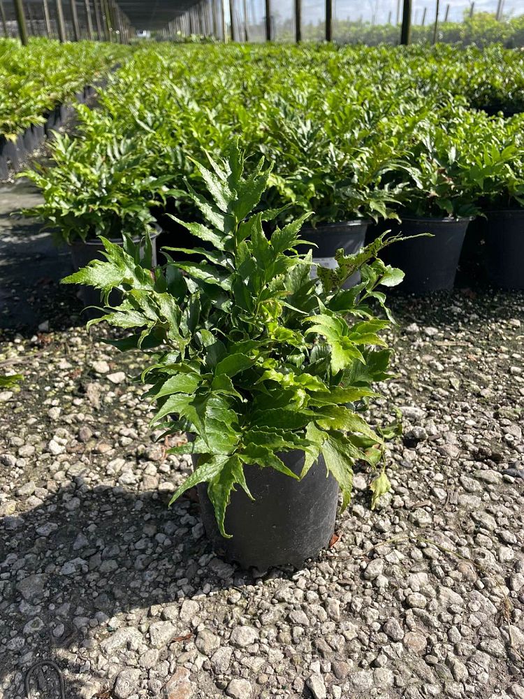 cyrtomium-falcatum-japanese-holly-fern