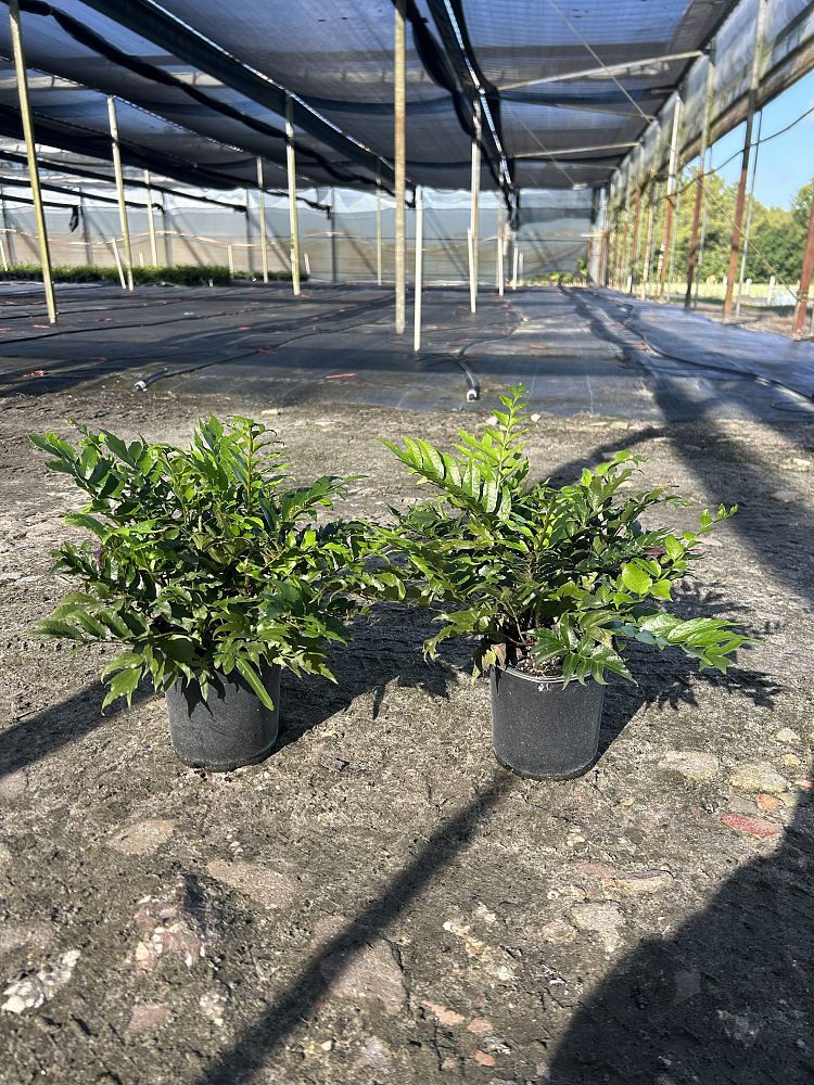 cyrtomium-falcatum-japanese-holly-fern