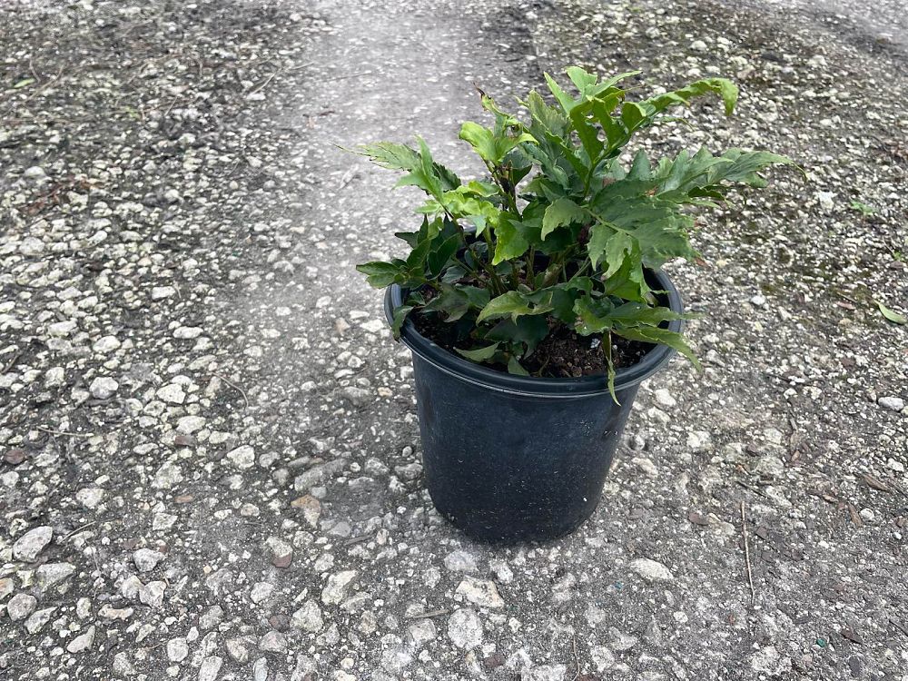 cyrtomium-falcatum-japanese-holly-fern
