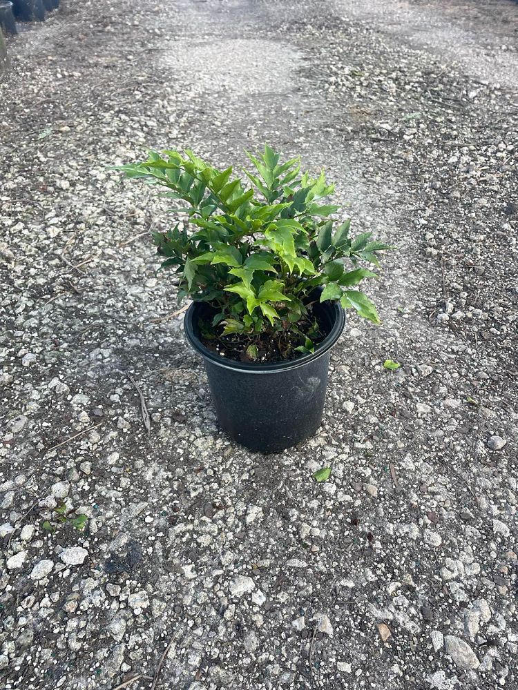 cyrtomium-falcatum-japanese-holly-fern