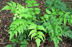 cyrtomium-fortunei-holly-fern