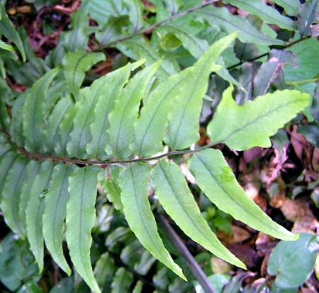 cyrtomium-fortunei-holly-fern