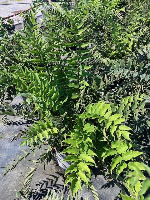 cyrtomium-fortunei-holly-fern