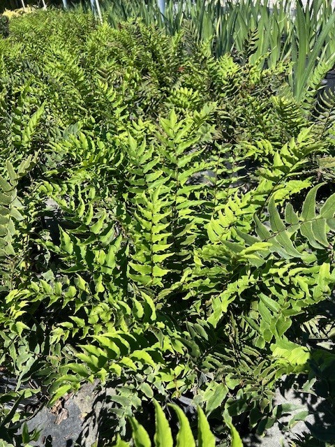 cyrtomium-fortunei-holly-fern