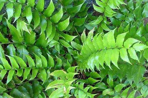 cyrtomium-netvein-hollyfern