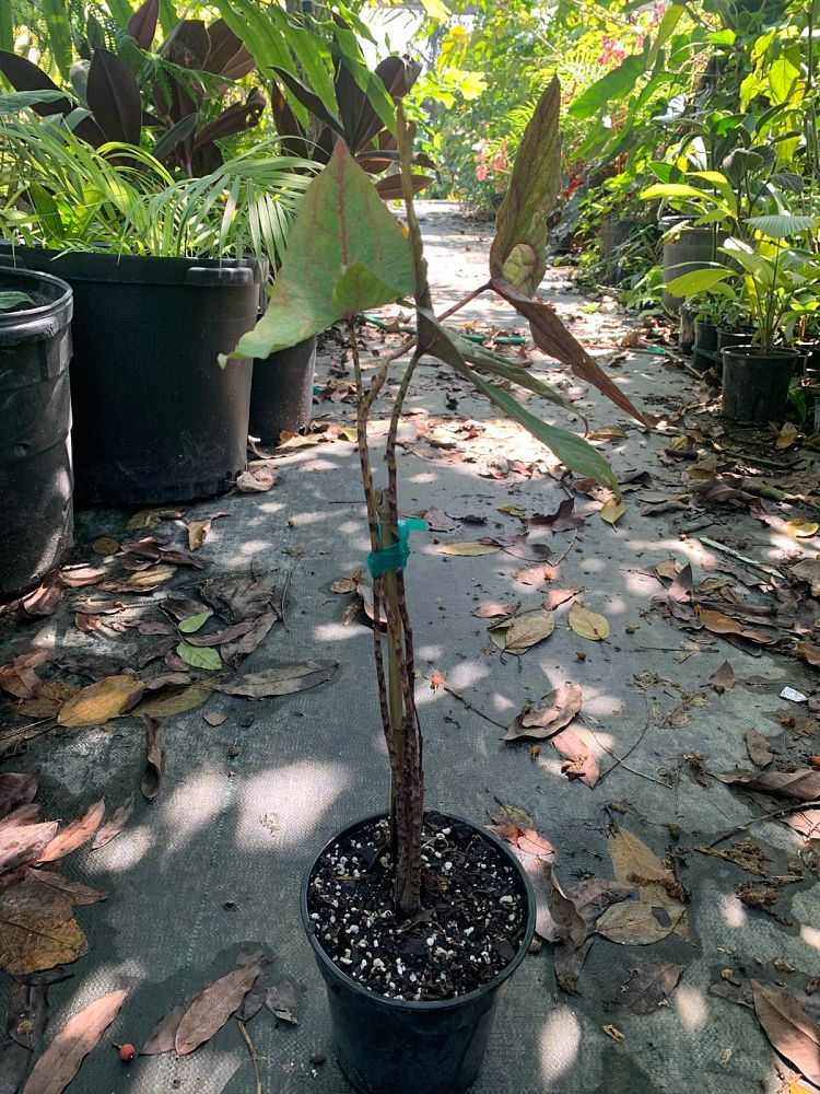 cyrtosperma-johnstonii-pink-leaf-alocasia