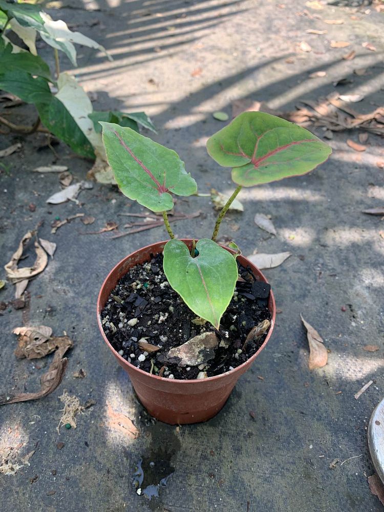 cyrtosperma-johnstonii-pink-leaf-alocasia