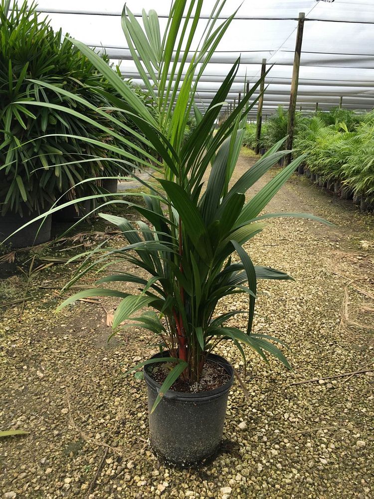 cyrtostachys-renda-cyrtostachys-lakka-lipstick-palm-red-sealing-wax-palm