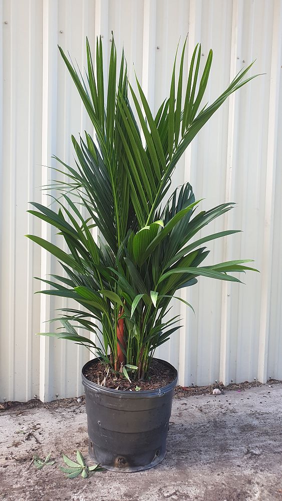 cyrtostachys-renda-cyrtostachys-lakka-lipstick-palm-red-sealing-wax-palm