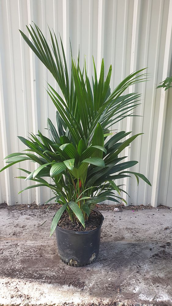 cyrtostachys-renda-cyrtostachys-lakka-lipstick-palm-red-sealing-wax-palm