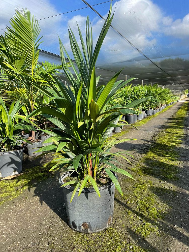 cyrtostachys-renda-cyrtostachys-lakka-lipstick-palm-red-sealing-wax-palm
