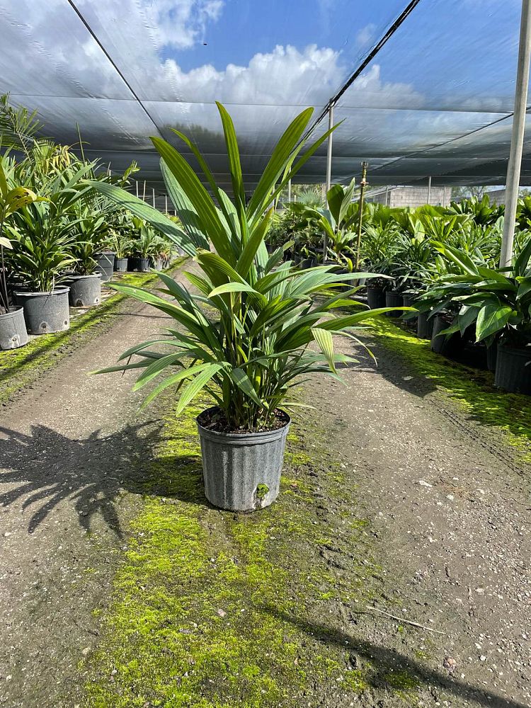 cyrtostachys-renda-cyrtostachys-lakka-lipstick-palm-red-sealing-wax-palm