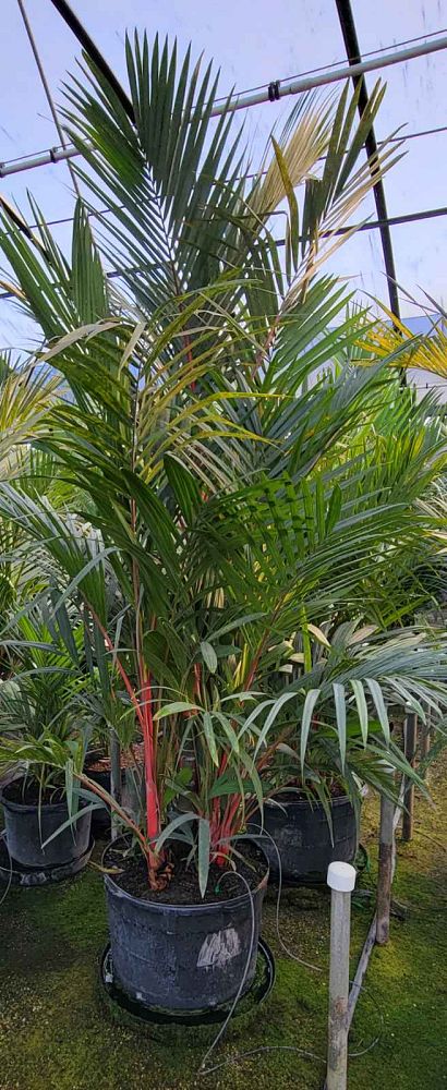 cyrtostachys-renda-cyrtostachys-lakka-lipstick-palm-red-sealing-wax-palm