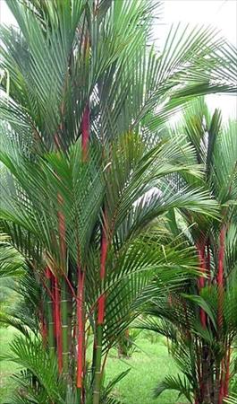 cyrtostachys-renda-cyrtostachys-lakka-lipstick-palm-red-sealing-wax-palm