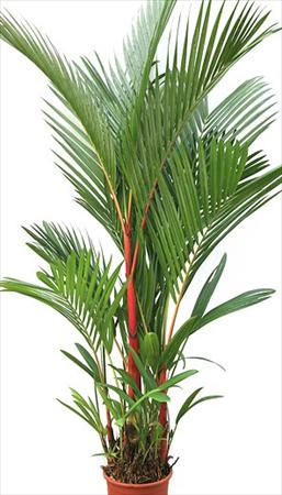 cyrtostachys-renda-cyrtostachys-lakka-lipstick-palm-red-sealing-wax-palm