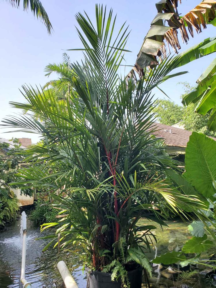 cyrtostachys-renda-cyrtostachys-lakka-lipstick-palm-red-sealing-wax-palm